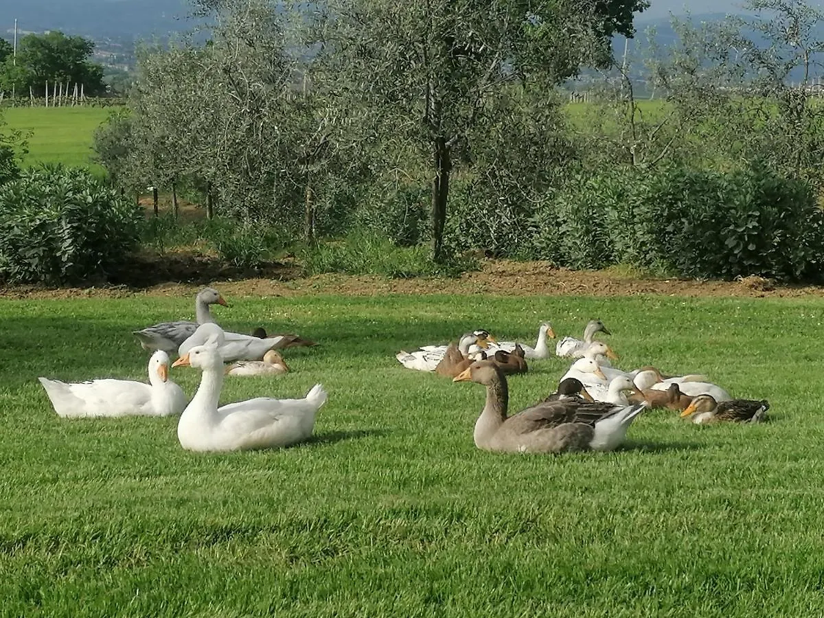 Affittacamere Il Corbezzolo Hotel Bettona